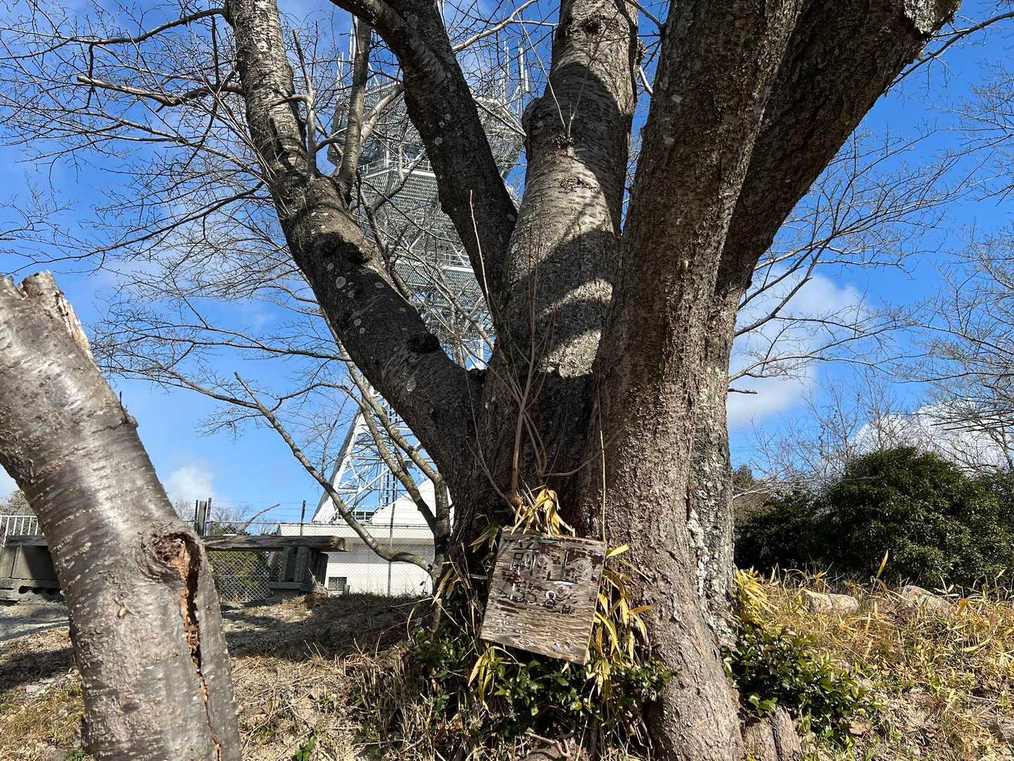サクラの巨木が何本もあり時期がくれば見上げる桜色と足元の黄色や白の花との競演が見事かも？
眺望良く長ベンチも4台