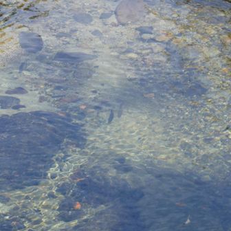魚影あり。