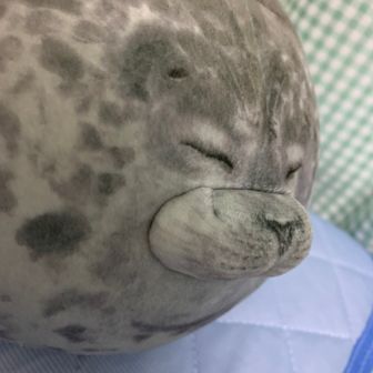 トッカリ（れいゆ）