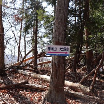 大久保山へ向かう登山道も倒木だらけで歩くのも大変じゃー💦