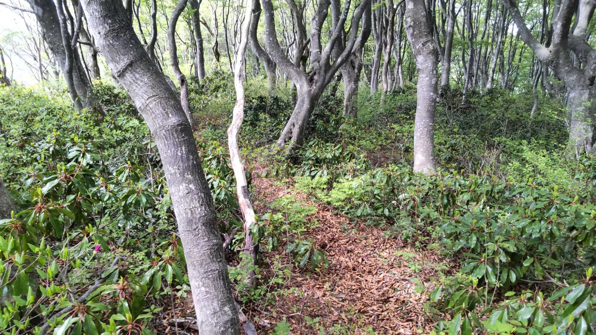 菅倉山 往復コースの写真