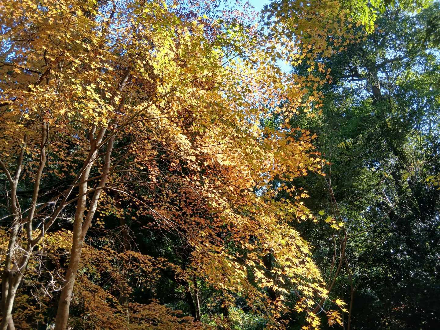 あとは紅葉の写真🍁