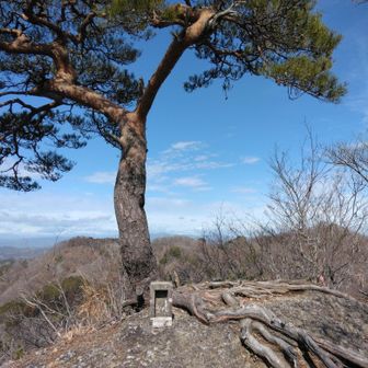 着いた～。山頂の一本松が良い感じ😎