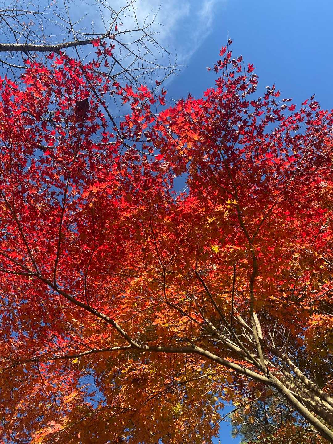ほら綺麗🍁