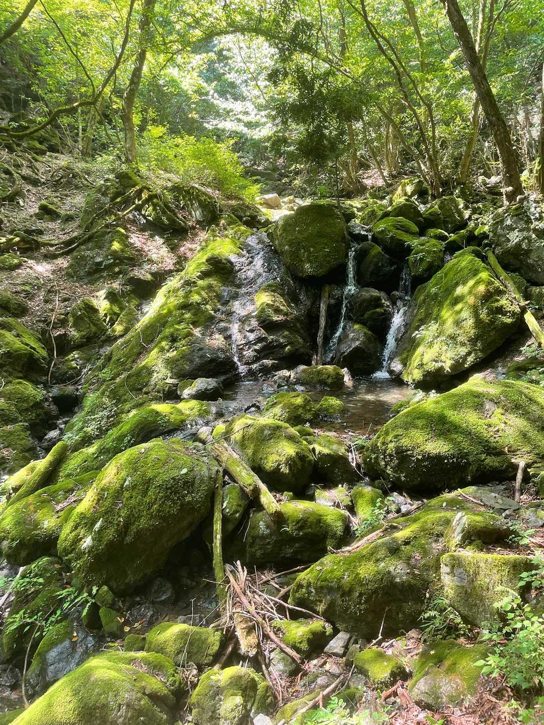 大滝-大岳山 往復コースの写真