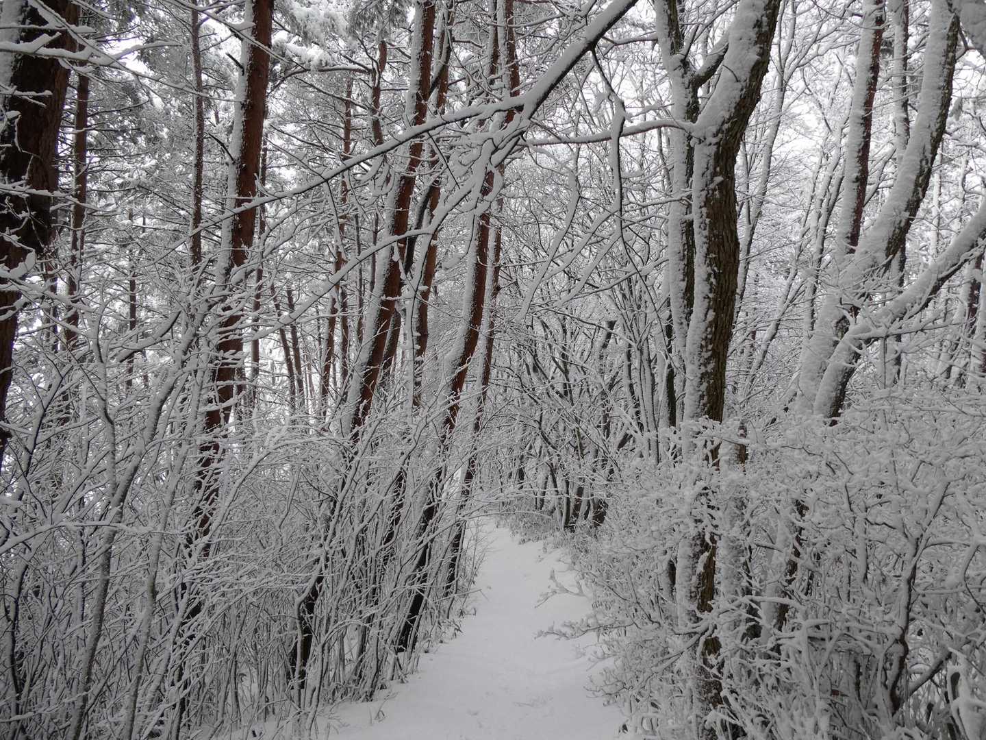 近場の梵珠とは、また違う雪景色☃️