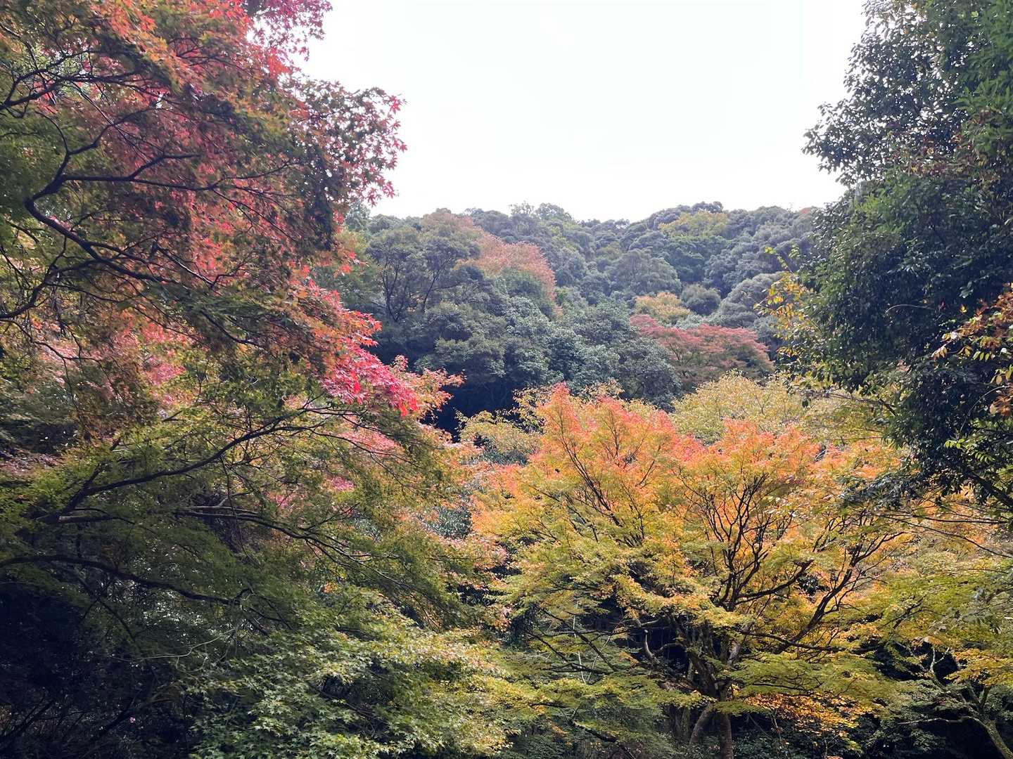 駅に近くなると色が出てきてます🍁