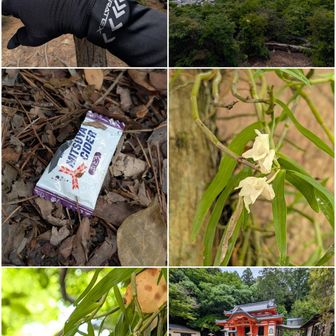 ごみ拾いミッション達成。

セッコク。
これも7日前がわんさか満開🌸。

中山寺奥之院登拝達成。
宝塚阪急百貨店でお買い物へ。