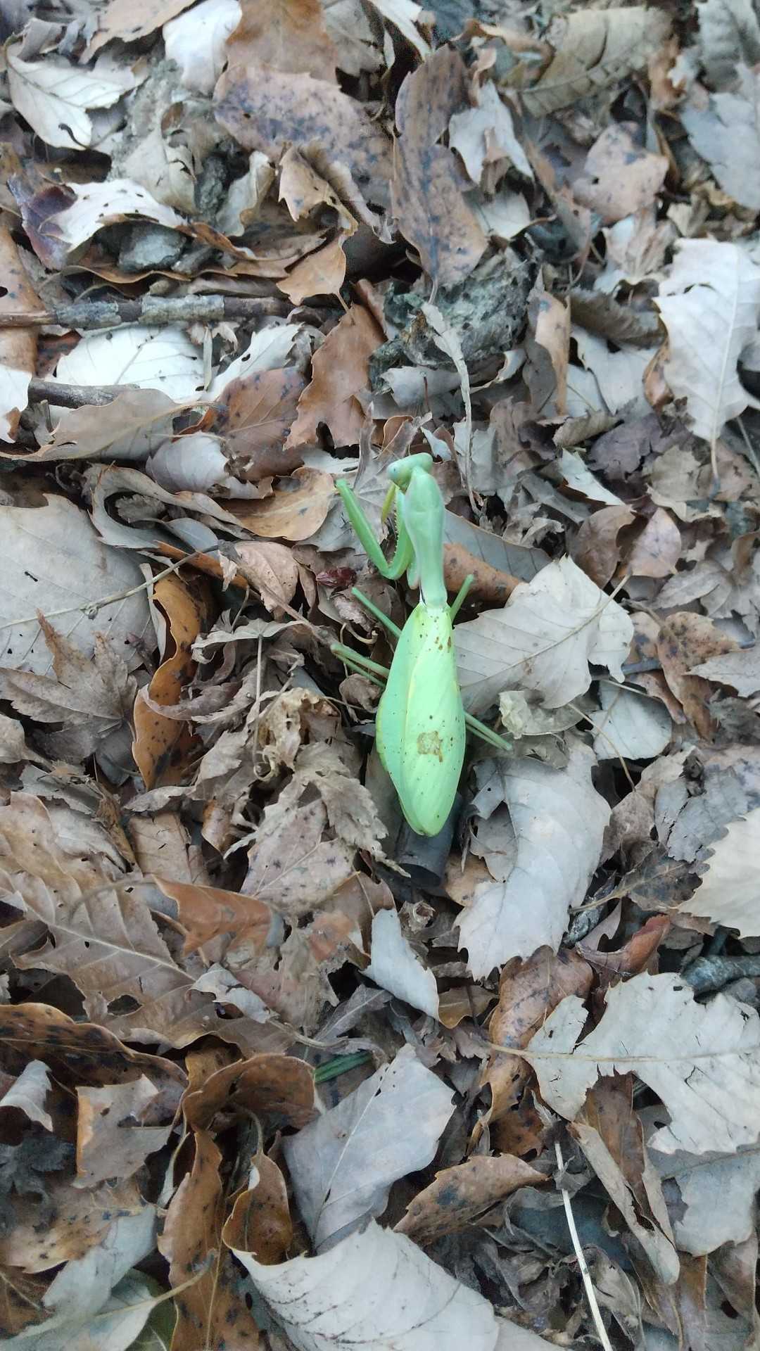 ハラビロカマキリ凍死してる？まだ卵は生んでない感じでした。仮死状態だったらいいんだけど…
ちなみに2匹見かけました。