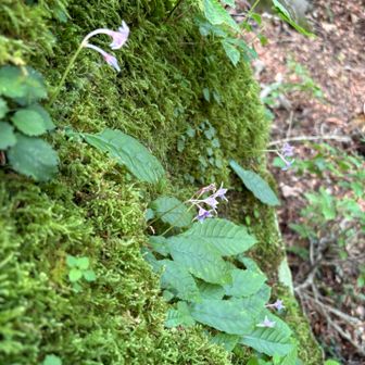 苔から紫の花が。