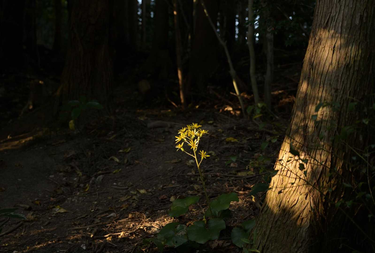 中村登山口-十坊山-白木峠 周回コースの写真