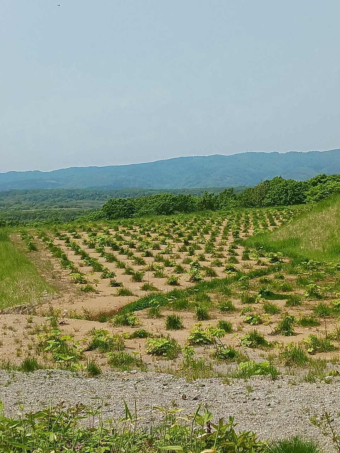 植樹地帯