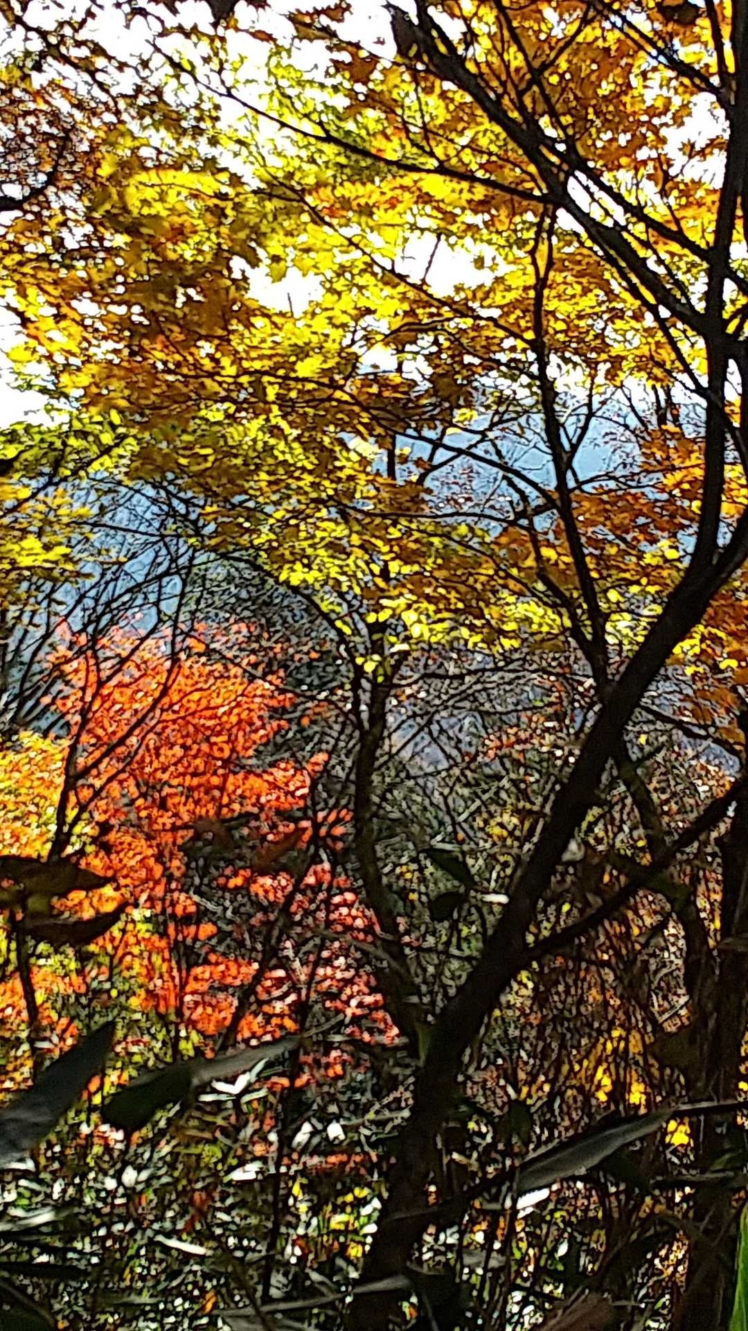 今日も紅葉が綺麗です💕
