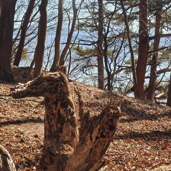 馬のように見える切り株発見🐴
写真では分かりにくいですが、奥には富士山がくっきり！