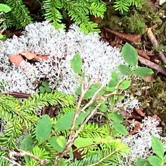 日本高山植物保護協会の方とすれ違い
楽しいお話を伺い
遅くなると雨が降るよ
早く行っておいでとアドバイスが