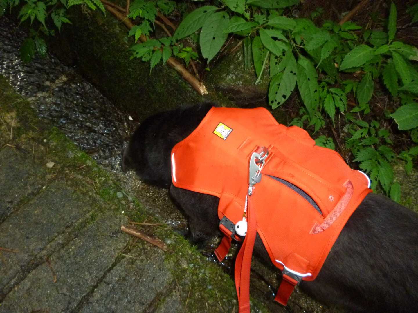水路に入り飲む。
背中の鈴はれおさんからいただいた屋久島のコトダマです✨