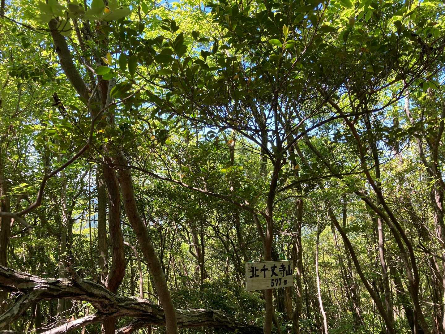 北千丈寺山-千丈寺山 往復コースの写真