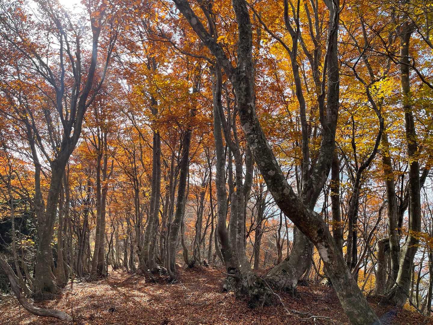 下山は素敵な紅葉💓のふかふか道