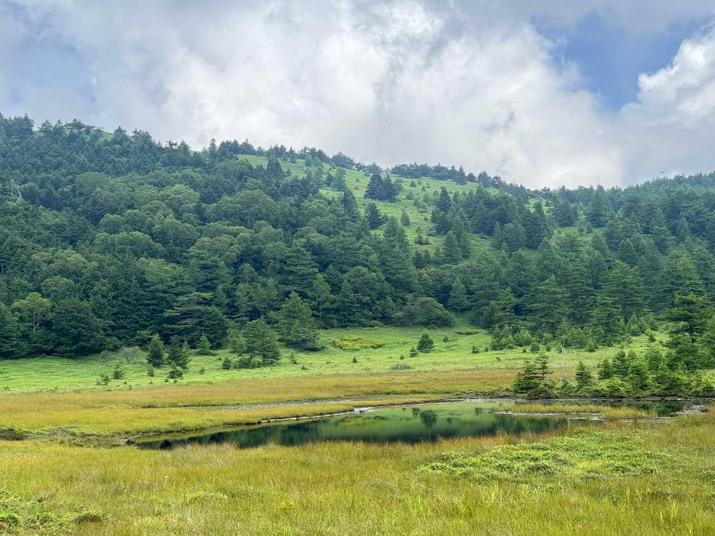 池の平湿原