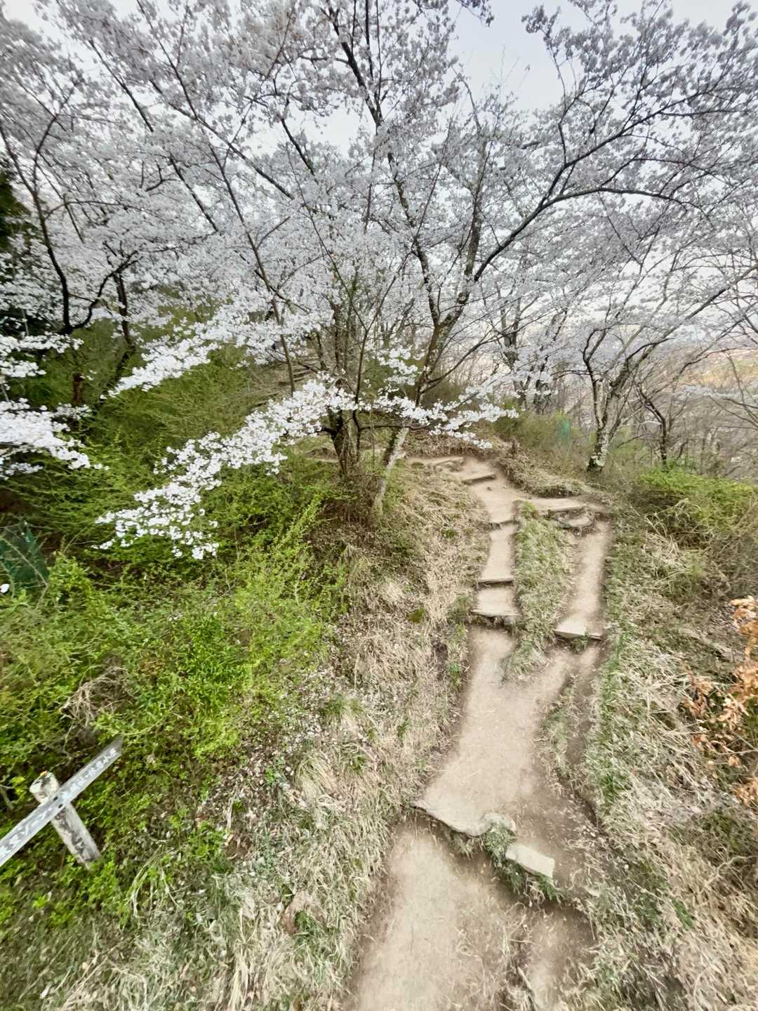 桜のトンネルいい感じ