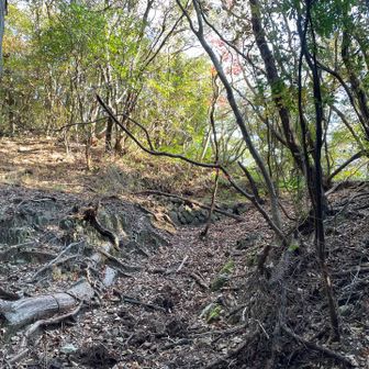 しかし峠には広い道と立派な石組みがある。そういや昔会長が「馬路越には新道と旧道がある」と言っていたことを思いだした。これはそのどちらかであろう