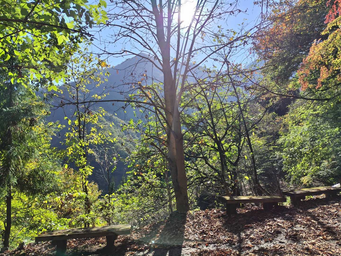 木の向こうに、
これから行く妙法ケ岳⛰️