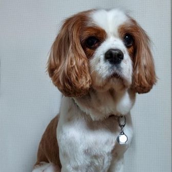 きなこ