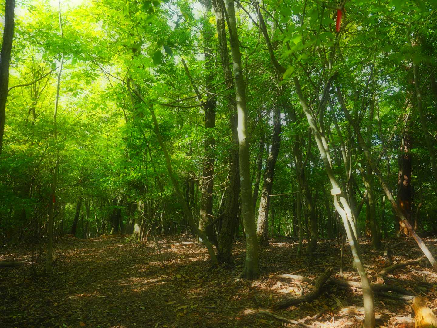 『とこなげ山』ここも展望なし
それにしても誰もいない、鹿はいる
