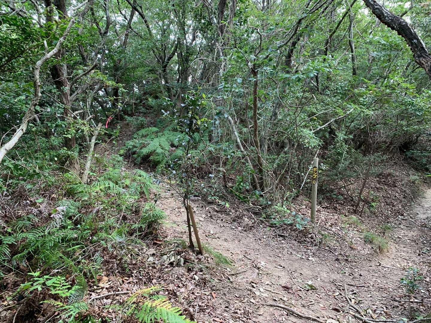 梅林登山口-片江山-妙見山 往復コースの写真