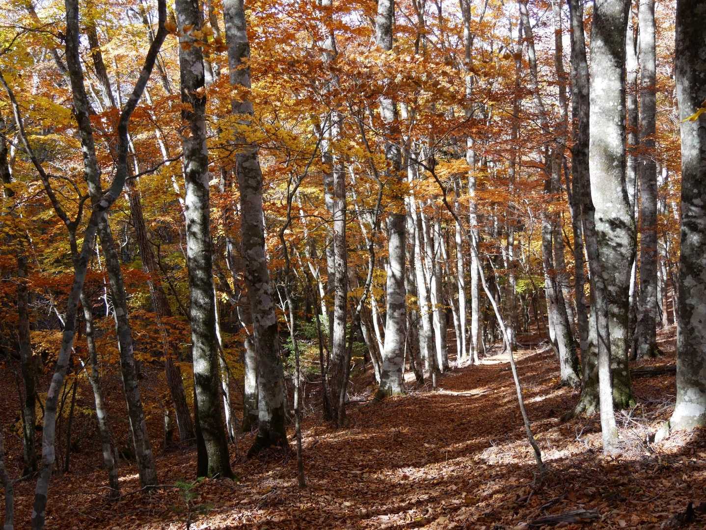 御坂山登山口-御坂峠-カネ山-御坂山-観音平山-旧御坂峠- 縦走コースの写真