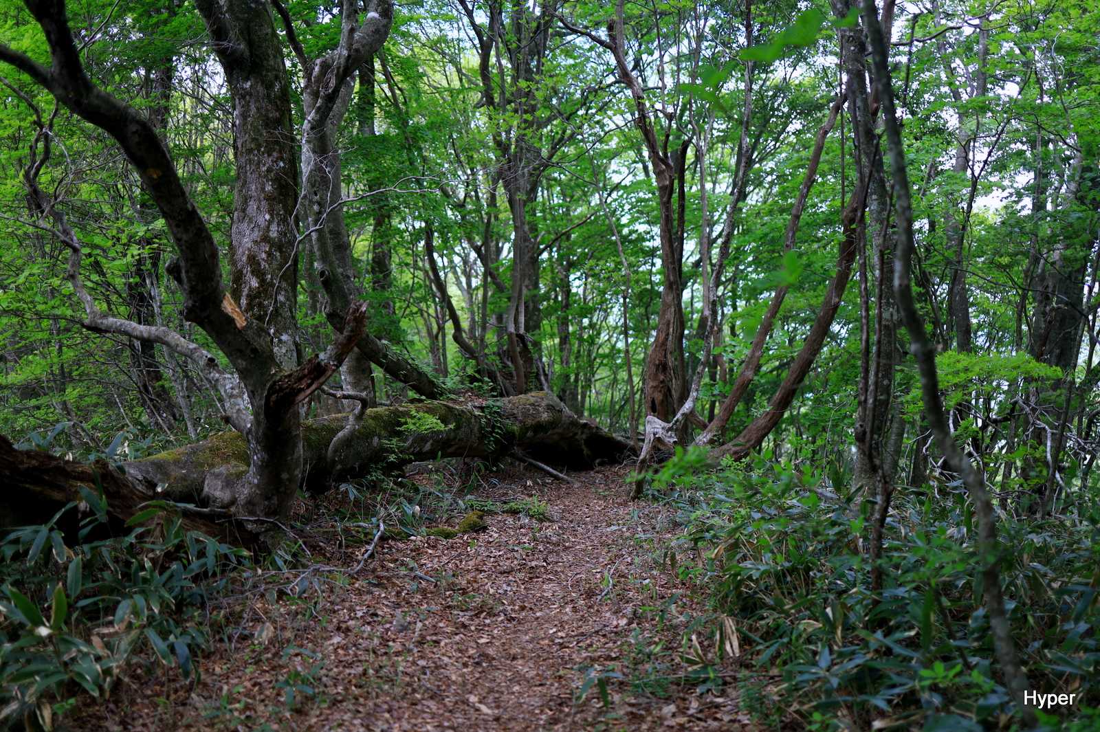 市間山-立岩山 往復コースの写真