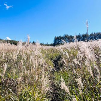 選手たちと別れ、自分たちは霧ヶ峰のススキの野を進んでキャンプ場を目指します🌾