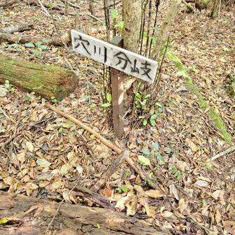 やっと分岐まで来た～
八方ヶ岳からの下りはあまり起伏がないので、蟹足岳から回ってくるお膝には優しいが眠くなるかも
(￣▽￣;)ﾅﾗﾝﾔﾛ