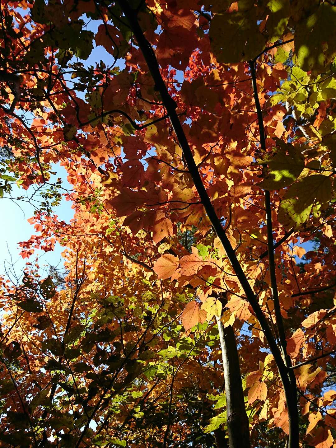 途中の紅葉🍁