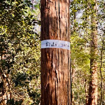 最後に本日の大収穫、グレーピークの向山山頂
「下で待ってます」と言うと思ったかな🤭