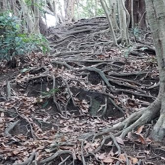 根っこ道の始まり