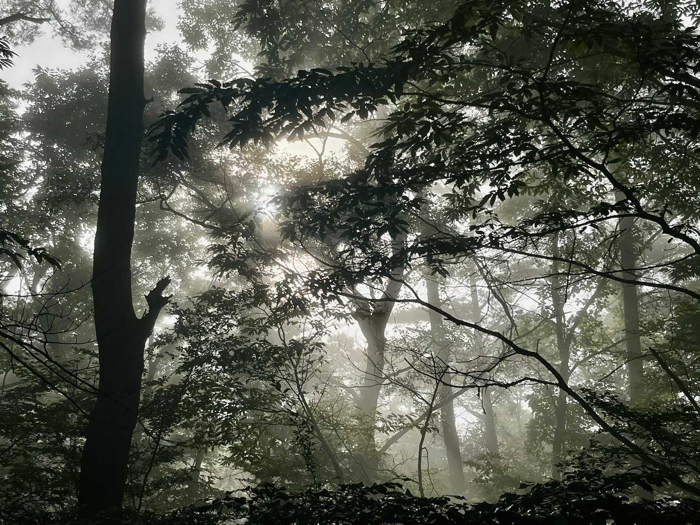 ミスティ🌫️で涼しい