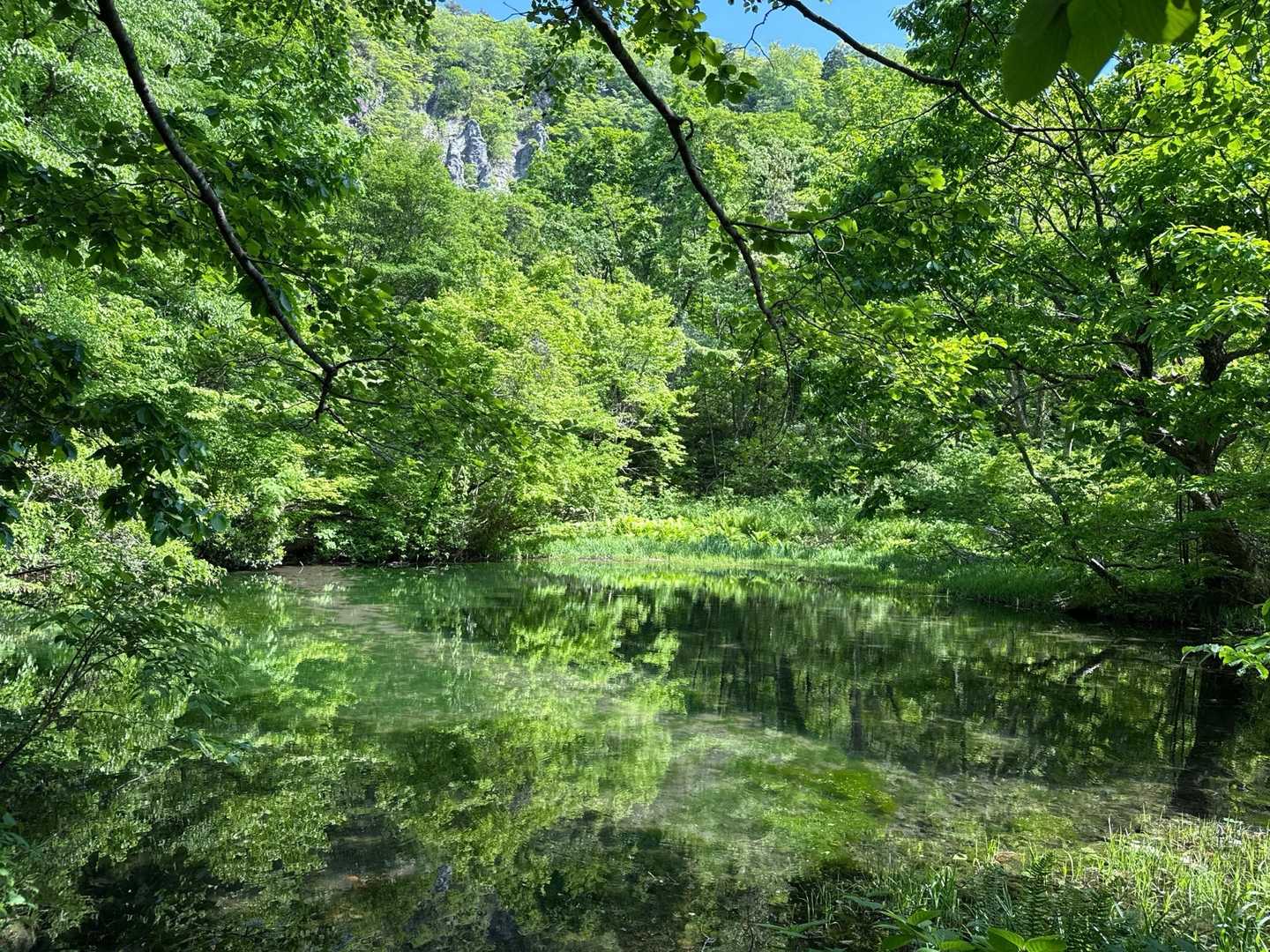 手前の小さな池も緑に覆われて神秘的✨