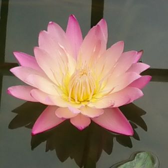 momosuke
