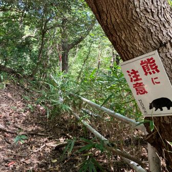 やはりここも出ますかー、ブラックプーさん🐻
（後ろから何かすごい勢いで接近！！！
トレランの人でした🏃‍♂️‍➡️😂びっくりしましたー）