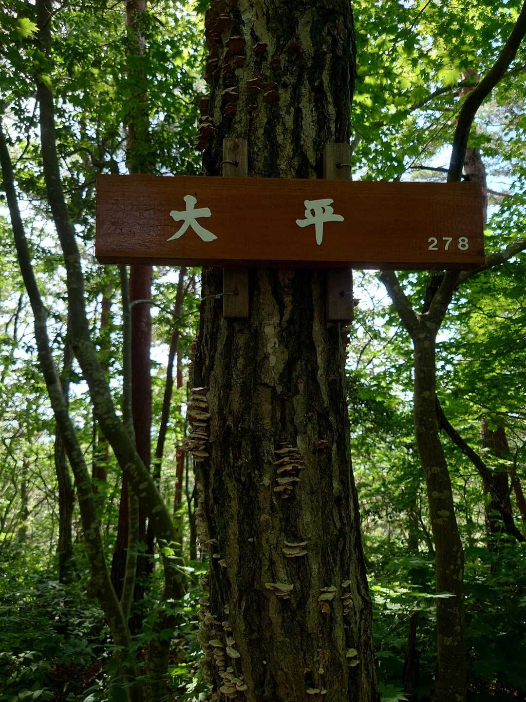 大平山 周回コースの写真