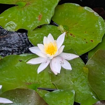 綺麗に開いた花もあります🪷