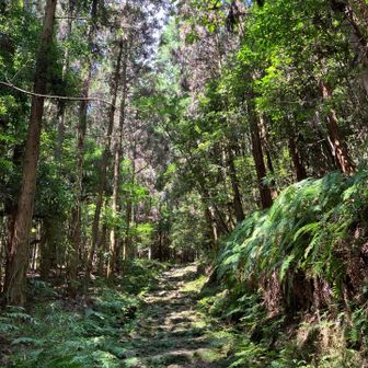 参道らしい石の階段が続く…