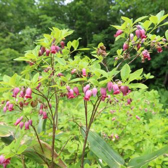 🌸ウラジロヨウラク