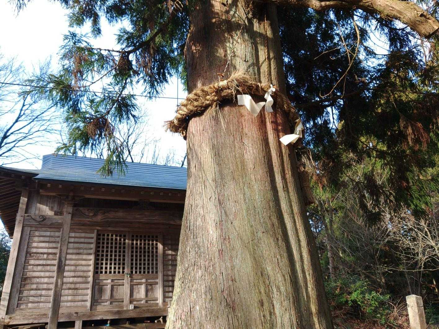 天狗杉の脇から走るモン。