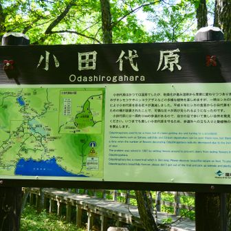 小田代原に到着！
