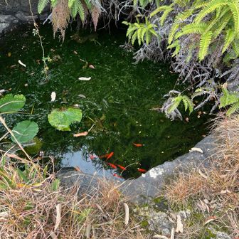 こんな山中にキンギョ🐡