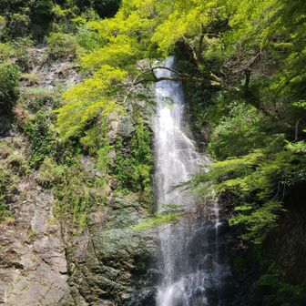 箕面大滝　落差33m