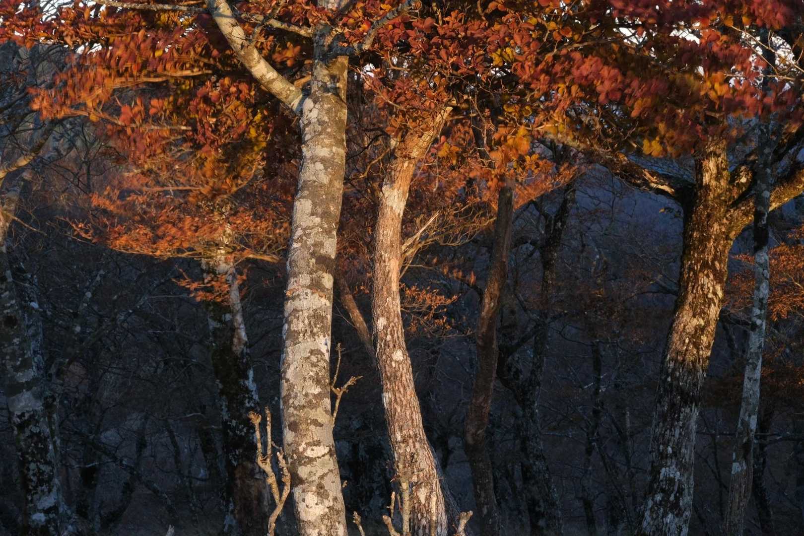 奥駈道出合から東方向へ

朝焼けの限られた時間のなかで撮影です
赤く焼けている時間は10分ほどしかありません
