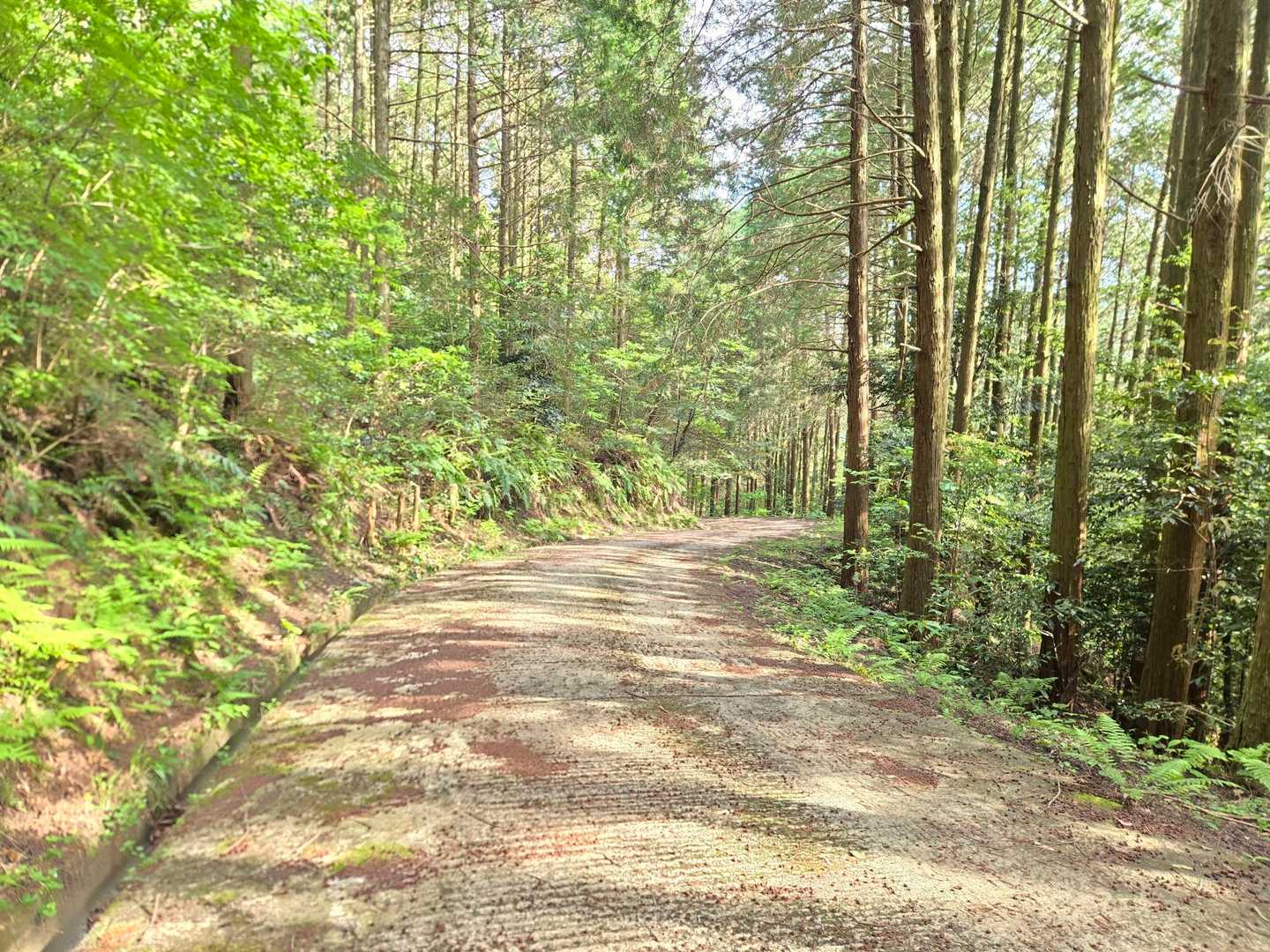 竹古場山 往復コースの写真